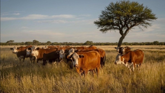 Carne a pasto: especialistas impulsan un debate para recuperar un sello histórico de la ganadería argentina