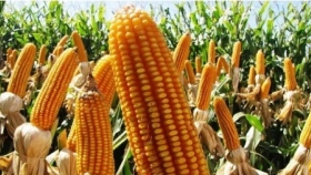 Efecto combinado de la fertilización nitrogenada y la densidad poblacional en maíz. Campaña 2020/21