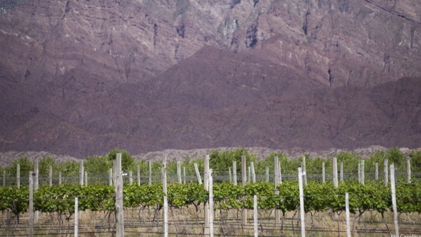 Catamarca presenta su oferta enoturística en el ciclo "Vino, viajes y encuentros"