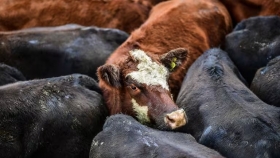 Valores en baja para la hacienda, pese a otra entrada reducida en el Mercado Agroganadero