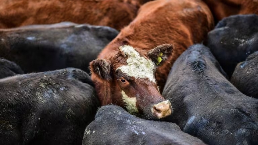 Valores en baja para la hacienda, pese a otra entrada reducida en el Mercado Agroganadero