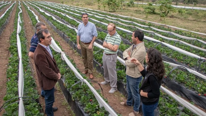 El gobierno impulsa la producción local de frutillas :” Estamos haciendo el máximo esfuerzo para desarrollar la cadena frutihortícola con valor agregado”