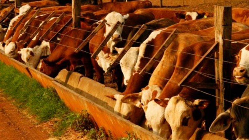 Feedlots: una actividad con fuerte impacto en el ambiente