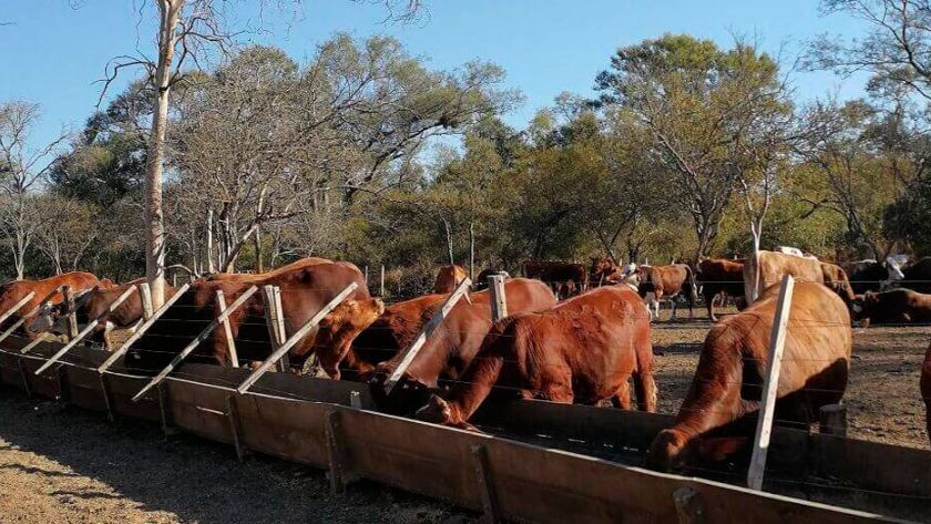 Bateas comederos para feedlot en madera