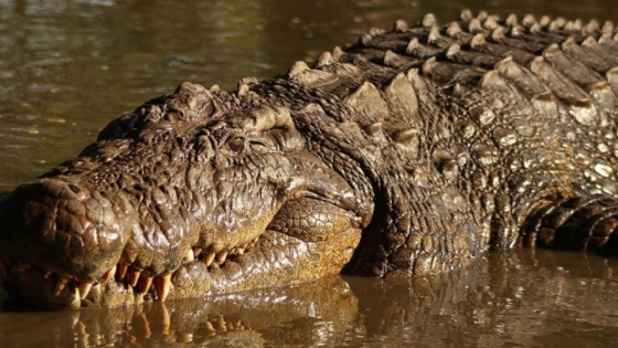 Henry, el cocodrilo centenario