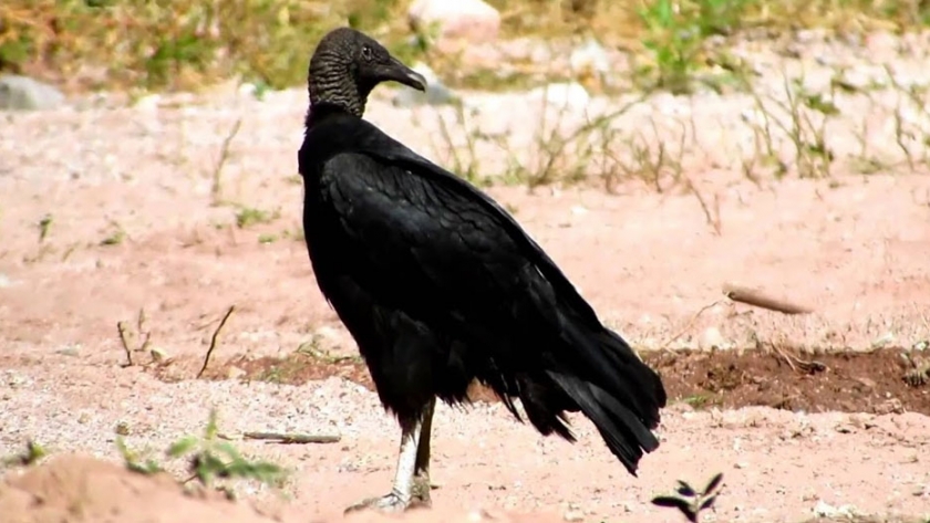 Rehabilitación y liberación de ejemplares de fauna silvestre