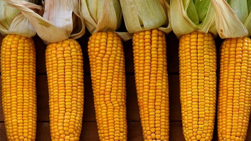 México prohibió el maíz transgénico y camina hacia la eliminación del glifosato