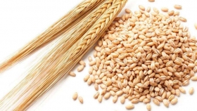La mira en la cebada: en una campaña fina compleja,  le gana terreno al trigo