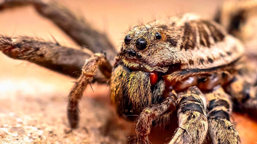 Advierten que las arañas lobo del Ártico se convirtieron en caníbales por el cambio climático
