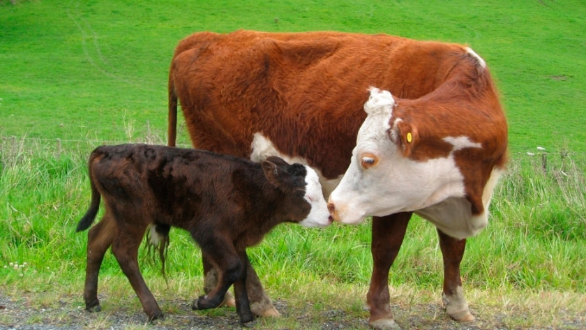Cómo prevenir la neumonía bovina