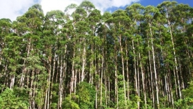 La industria forestal quiere posicionarse en el mercado mundial del carbono