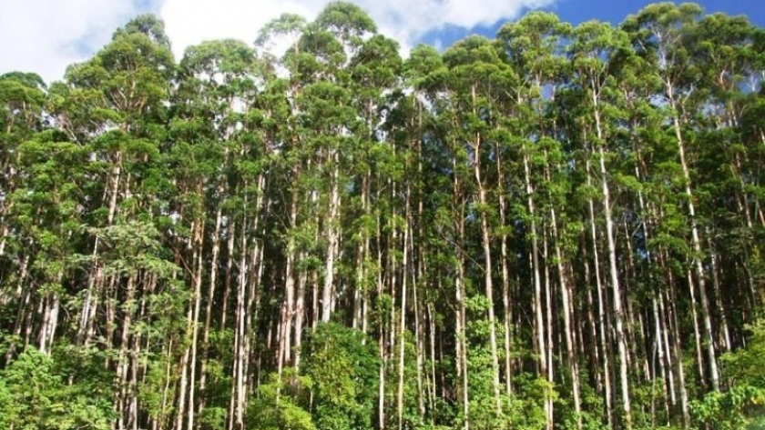 La industria forestal quiere posicionarse en el mercado mundial del carbono