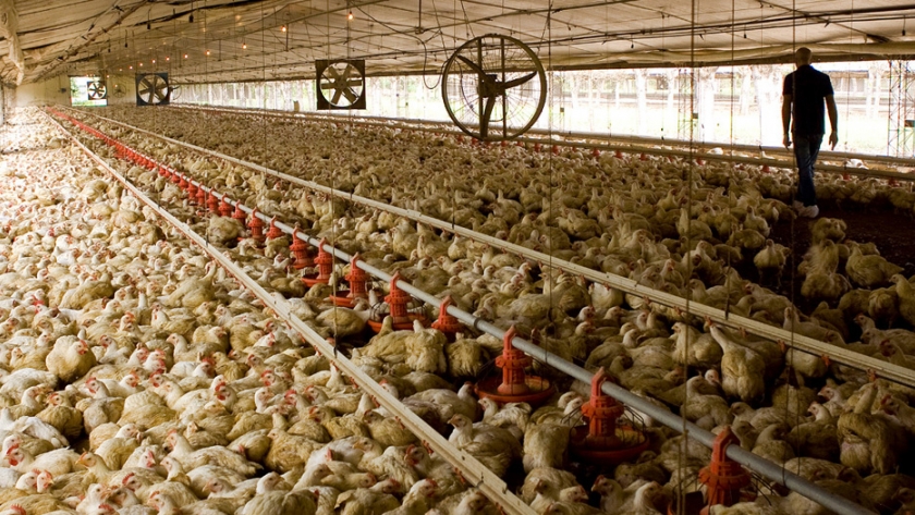 Cuatro trámites de la producción avícola podrán gestionarse desde internet