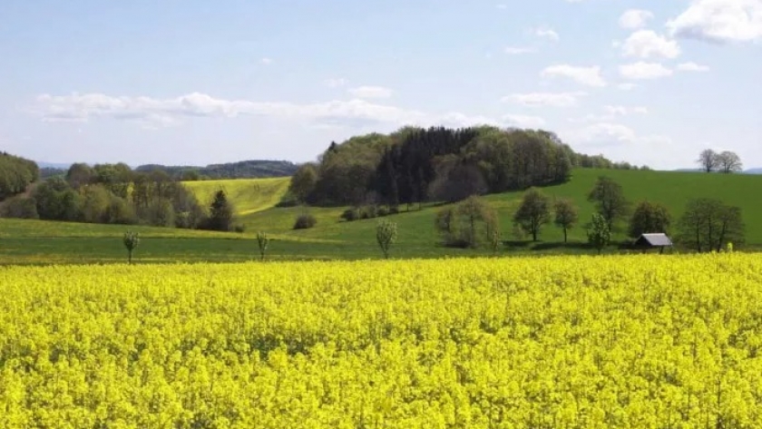 Un año récord en la producción de oleaginosas: un impulso para la bioeconomía y la seguridad alimentaria