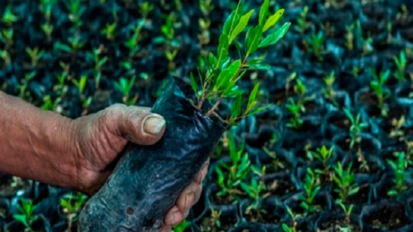 Conoce el árbol que le devolvió la esperanza de vida a una comunidad de Cañete