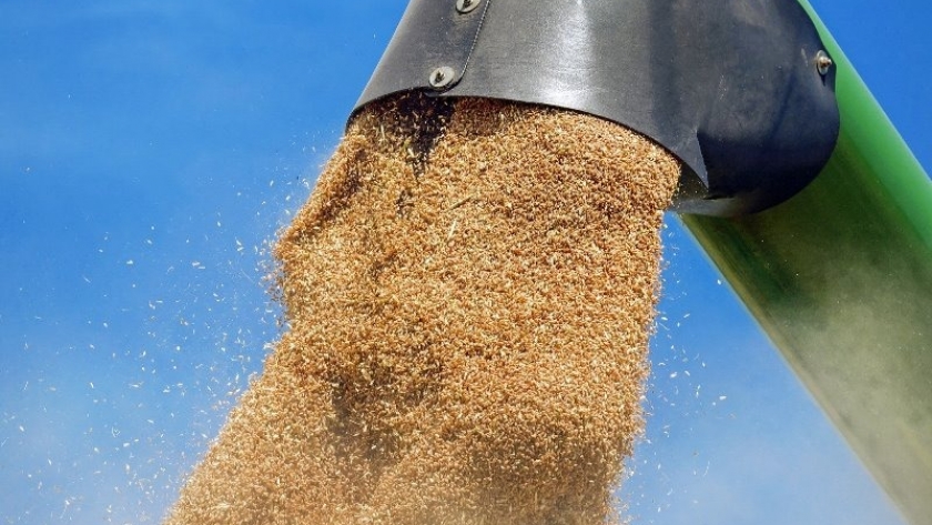 Trigo: pautas para la conservación segura de granos