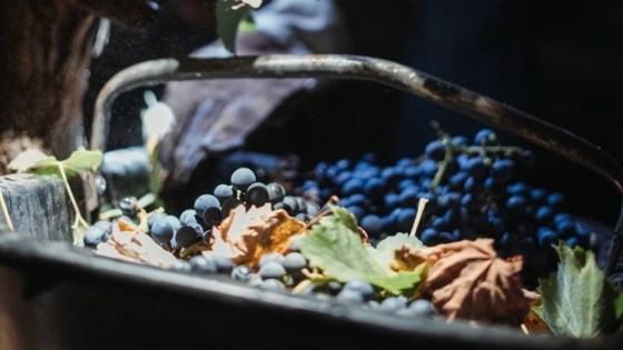 Cosechar de noche: la estrategia que mejora calidad y reduce costos en la vendimia