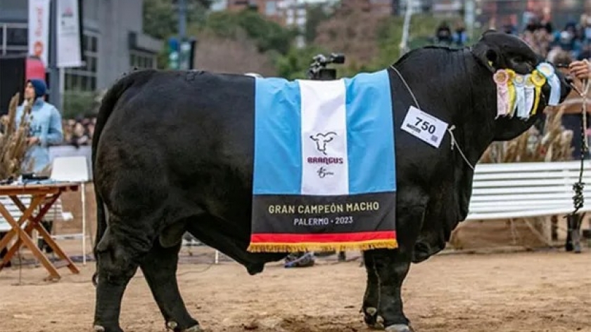 Argentina fue campeona del mundo en el certamen de Brangus