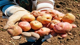 Prueban snacks elaborados con papa andina nativa