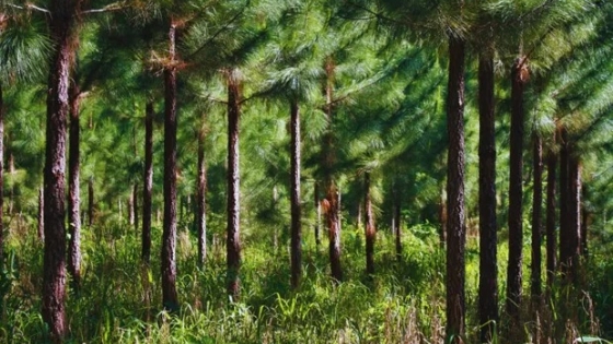 El INTA exporta genética forestal de alta calidad y rendimiento