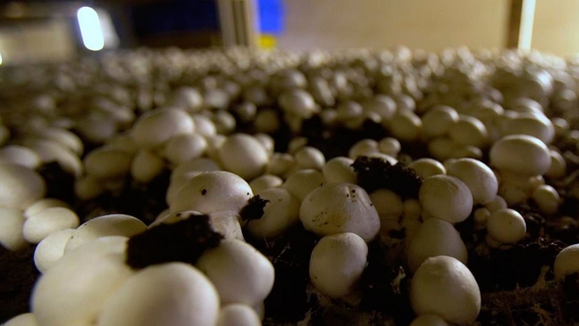Compost de champiñones: de residuo inútil a joya biológica