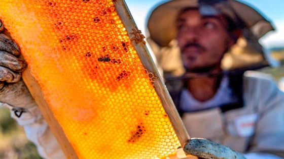 En un año, el precio de la miel al productor creció casi el 200%
