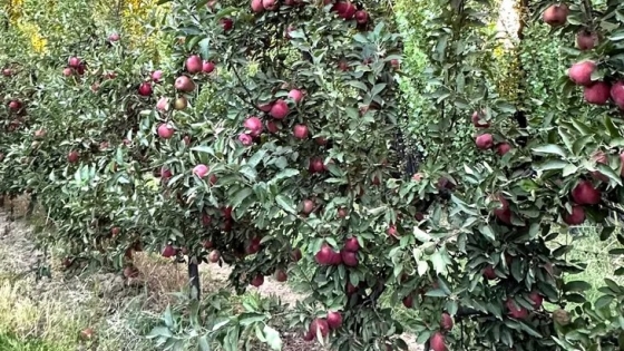 La producción de ciruela, una alternativa que avanza en el Valle