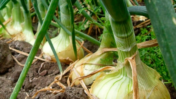 Siembra de cebolla: la mejor opción antes de la plantación