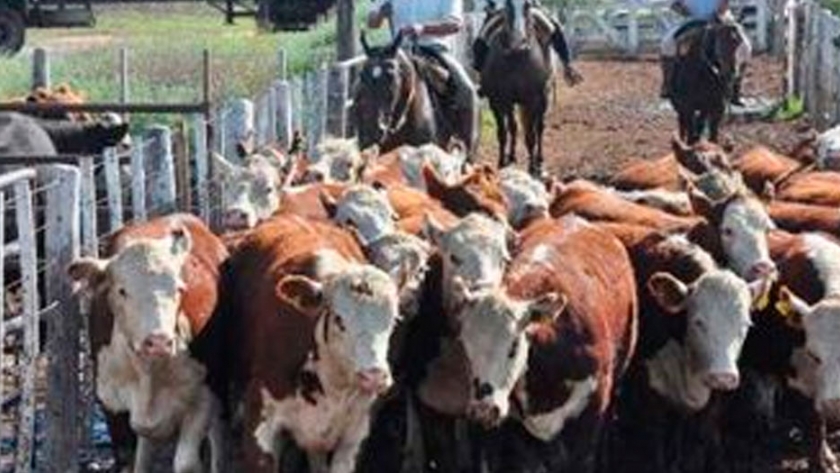 Diseño de instalaciones de arribo para Feedlot