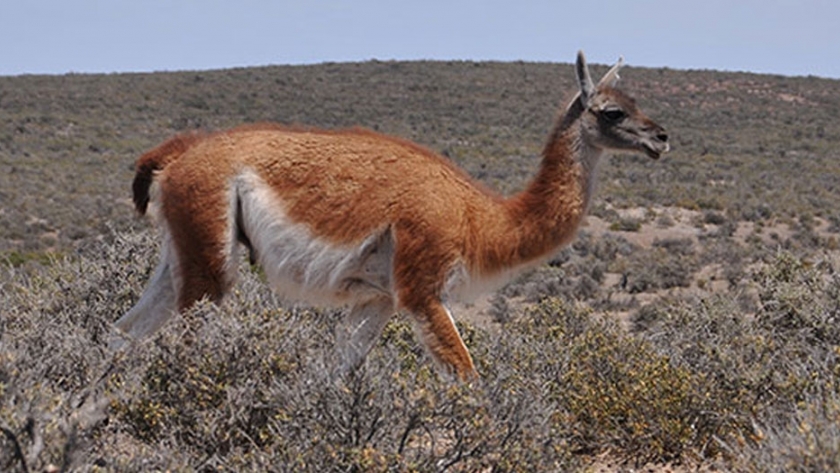 Se afianza el manejo sustentable del guanaco