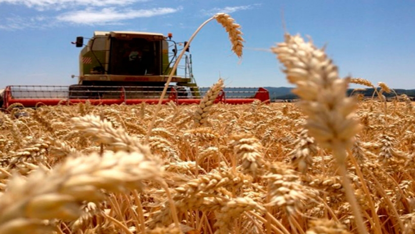 Recortan La Proyección Mundial De Cosecha De Trigo Y Maíz 5617