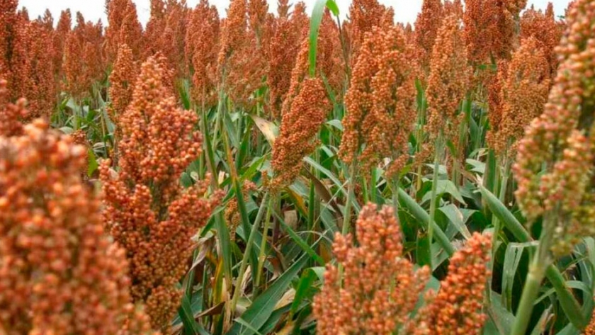El cultivo de sorgo afloró nuevamente en el norte de Santa Fe