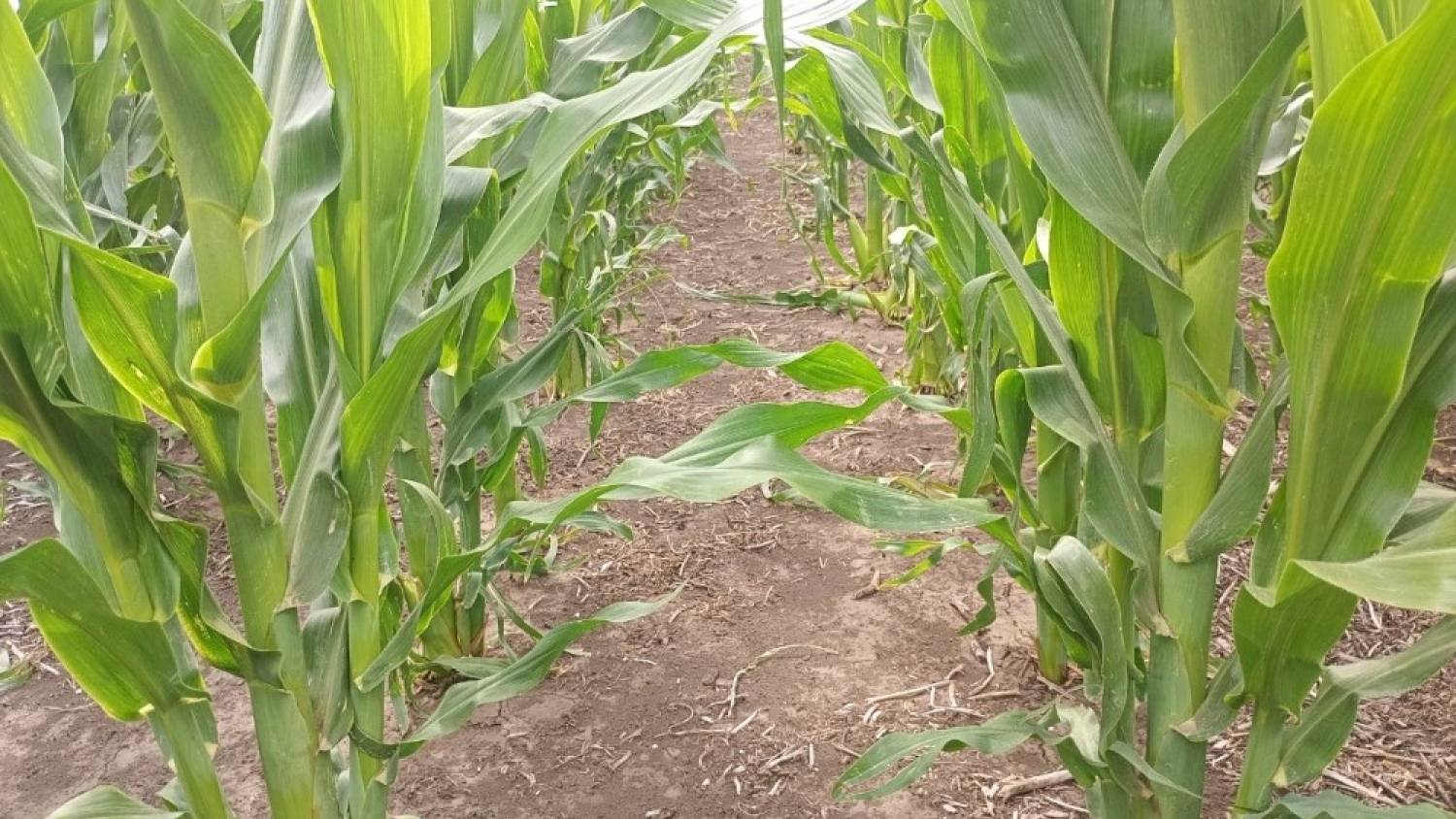 Falta de lluvias y altas temperaturas agravan la sequía y complican la campaña agrícola en la region central