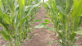 Falta de lluvias y altas temperaturas agravan la sequía y complican la campaña agrícola en la region central