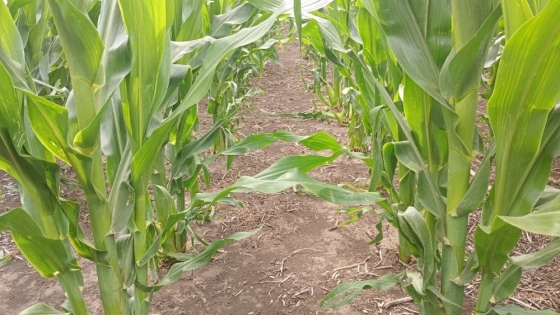 Falta de lluvias y altas temperaturas agravan la sequía y complican la campaña agrícola en la region central