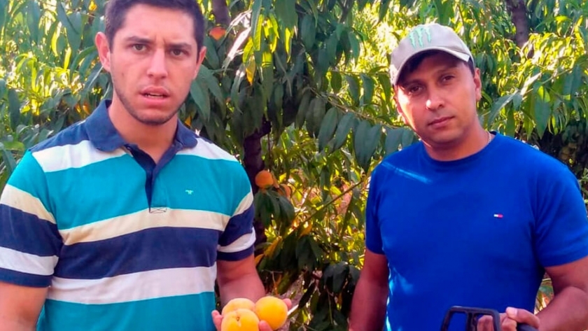 El duro testimonio de un productor de durazno de Mendoza 