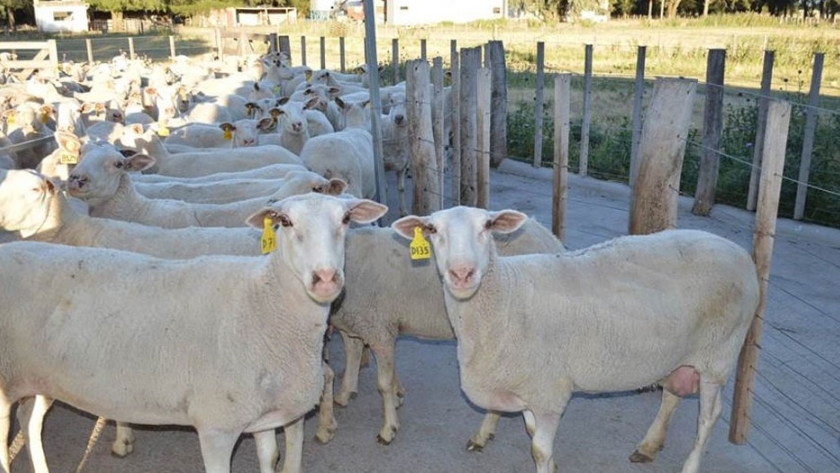 Control lechero en el tambo ovino de INTA Anguil