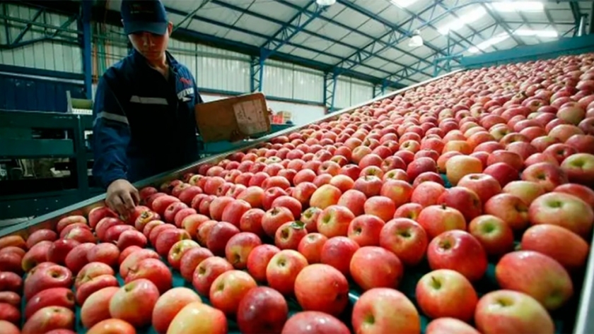 La cosecha efectiva de manzanas caería 10%; la de pera, sin cambios