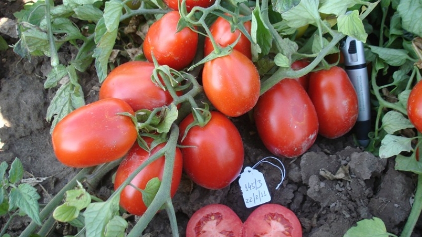 UCO14, un tomate diseñado para la industria