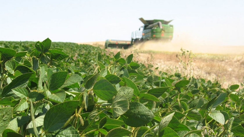 Incremento sostenido en la producción agrícola ganadera en Adolfo Alsina