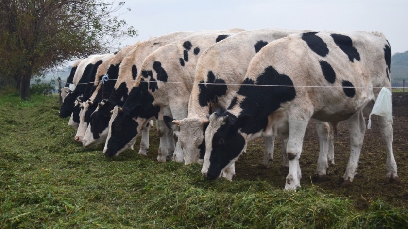 Productores tamberos de Entre Ríos valoraron la asistencia del gobierno provincial para enfrentar la sequía