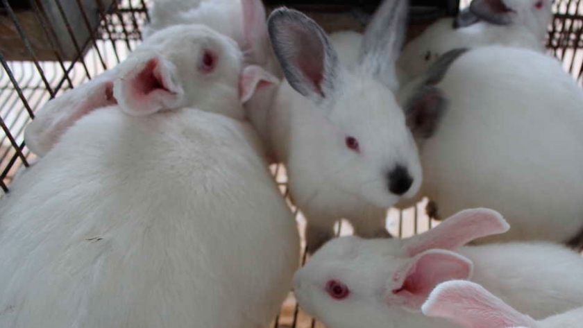 Se afianza la producción de conejos para consumo familiar