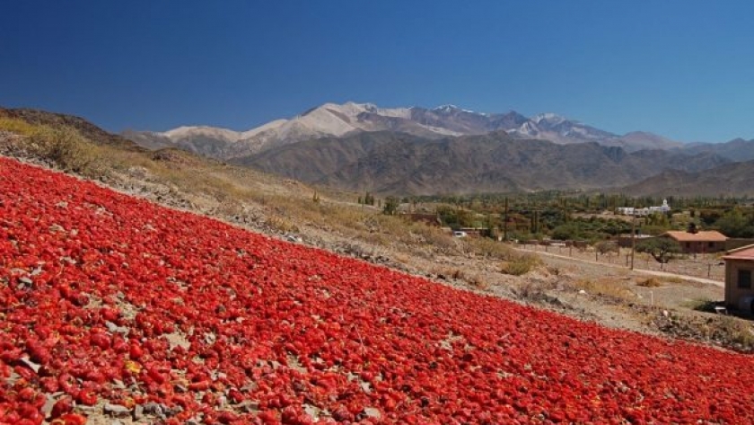Valle Calchaquí: apuestan al desarrollo de producción de pimiento