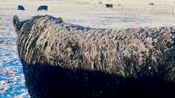 Productores patagónicos denuncian engaño del Gobierno tras pérdida del estatus sanitario y bloqueo chileno