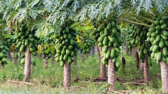 La papaya, una alternativa para diversificar la producción