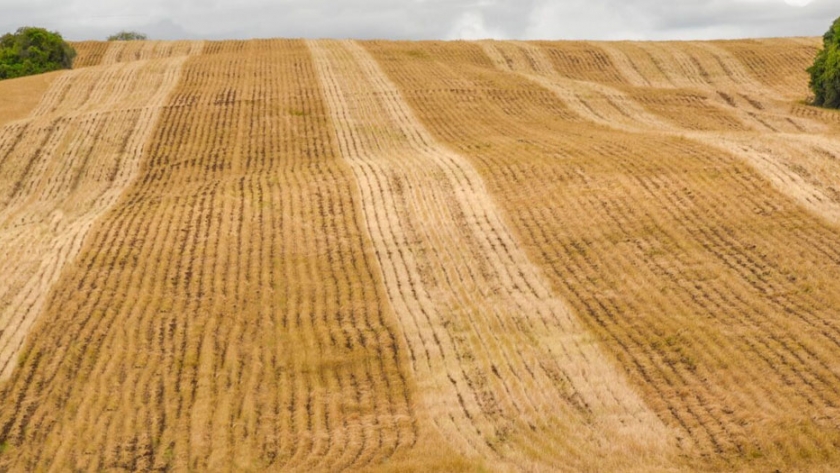 Falta de lluvias en Brasil genera carrera por el mejoramiento genético de la soja