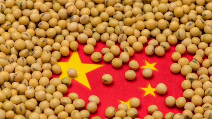 Crisis en la industria porcina de China: su impacto en la demanda global de soja