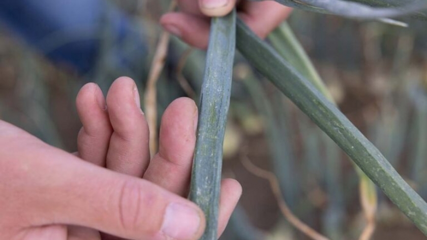 Desarrollo de un nuevo adhesivo inspirado en plantas carnívoras para combatir plagas de insectos