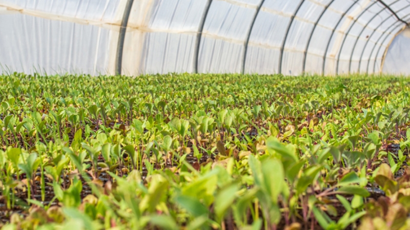 San Luis participó del 1º Encuentro del Programa de Implementación de las Buenas Prácticas Agrícolas en el sector frutihortícola