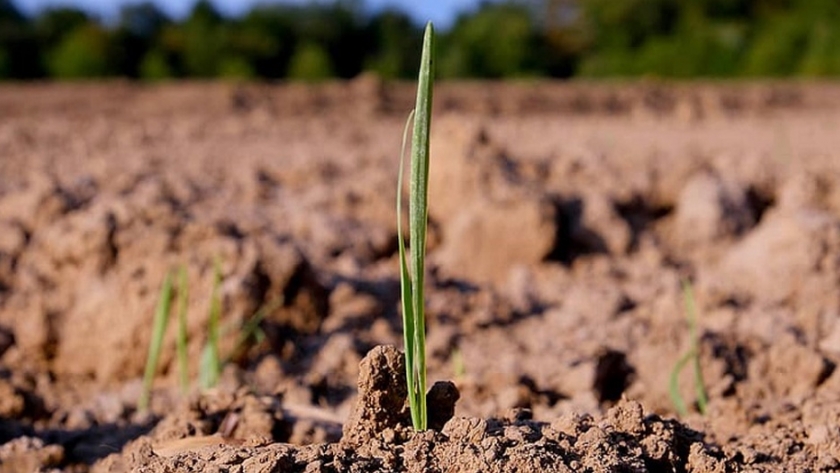 Biodiversidad del suelo: base para la producción sostenible